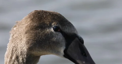 Young gray swan - close-up of the head Stock Footage 141852362