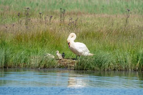 Young gray swans in the grass along a lake. Mother swan stands next to it, wi Stock Photos