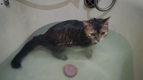 Young gray tabby cat bathing in the bathtub Stock Footage 301859594