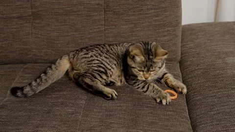 Young gray tabby cat lies on sofa and attacks hair tie playfully. Stock Footage 319043014