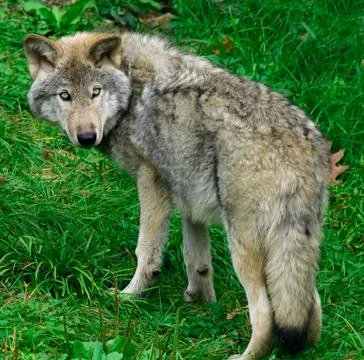 Young gray wolf Stock Photos