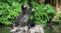 Young Great black cormorants waiting for food HD Footage