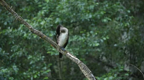 Young great cormorant preening Stock Footage 64761350