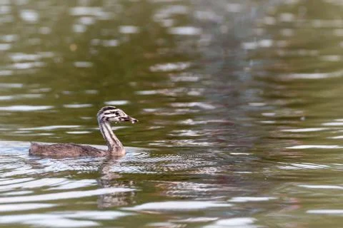 Young great crested grebe Stock Photos