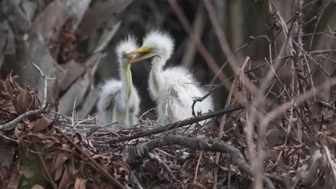 Young great egrets sit in a nest among branches and twigs Vídeo Stock 334664548