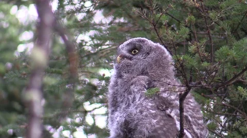 Young Great Grey Owl Stock Footage 85753907