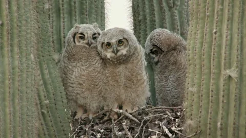 Young great horned owls in a nest in a cactus Stock Footage 270041653