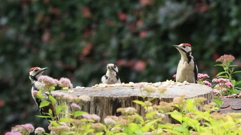 Young great spotted woodpecker eats nuts Stock Footage 262027209