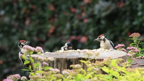 Young great spotted woodpecker eats nuts Stock Footage 262033980