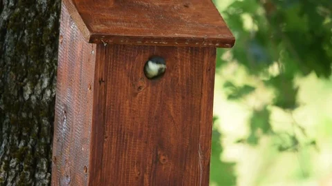 Young great tit and parent at a nest box Stock Footage 75636972