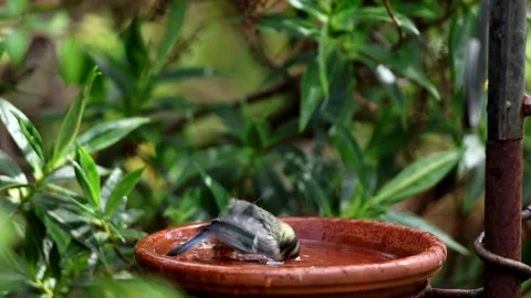 Young Great Tit bathing. Stock Footage 311229846