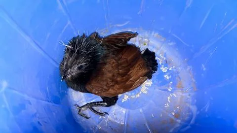 Young greater coucal chick Held in plastic cage during rehab Stock Photos