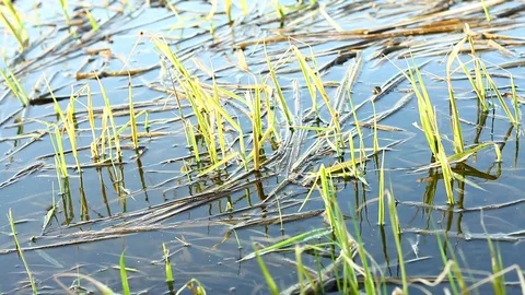 Young green algae in the river Stock Footage 127374536