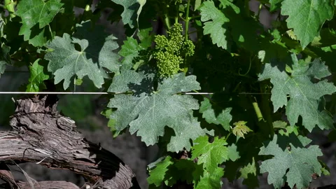 Young green and small grapevine vine buds on the green vineyard Stock-Footage 130798665