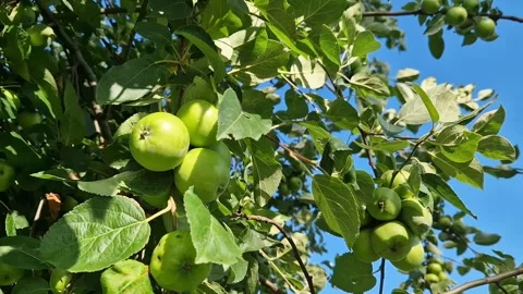 Young green apples on a clear windy day Stockbeeldmateriaal 338279394