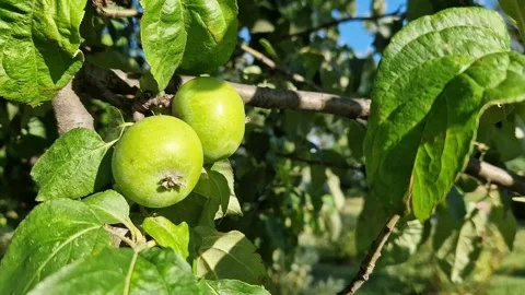 Young green apples on a clear windy day Vídeo Stock 338279398