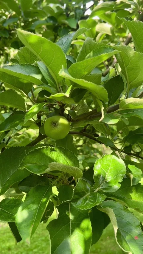 Young green apples growing on a tree in the sun's rays Gardening organic farming Stock Footage 278003285