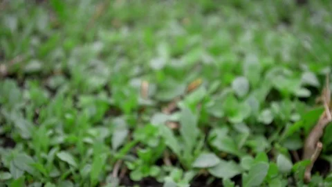 Young green arugula threads, the effect of the video in defocus, and then sharp Stock Footage 122455005