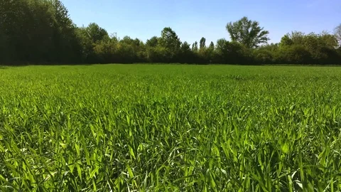Young green barley blowing in the wind Stock Footage 113118953