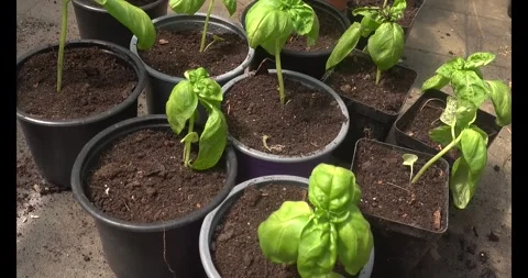 Young green basil plants sit in pots on a table, camera moving smoothly to .. Stock Footage 340904005