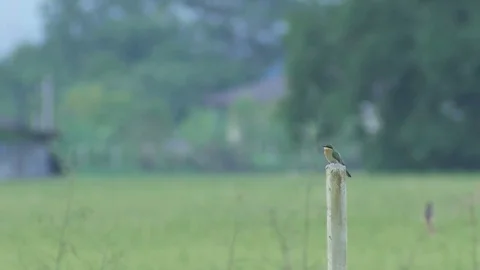 Young green bee-eater resting on the pole Stock Footage 76470882