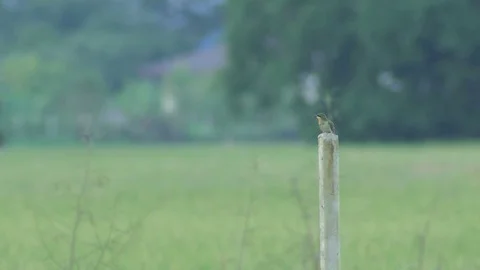 Young green bee-eater waiting the parent for food Stock Footage 76438080