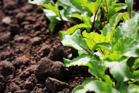 Young green beetroot plans on a path in the vegetable garden Foto stock