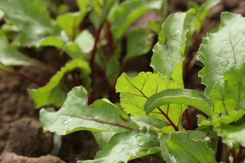 Young green beetroot plans on a path in the vegetable garden Stock Photos