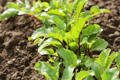 Young green beetroot plans on a path in the vegetable garden Foto stock