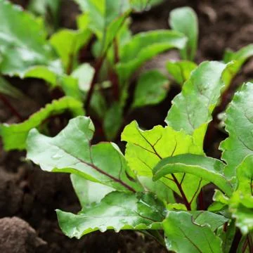 Young green beetroot plans on a path in the vegetable garden Stock Photos