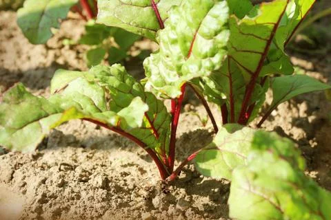 Young green beetroot plans on a path in the vegetable garden Stock Photos