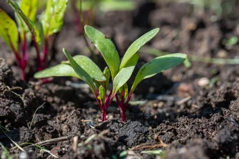 Young green beetroot plans on a path in the vegetable garden Stock Photos