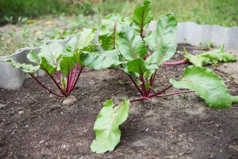 Young green beetroot plants. Beetroot growing. Organic beet roots growing Stock Photos
