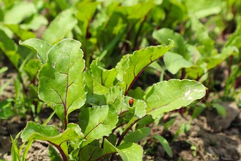Young green beetroot plants growing in a straight row in the garden soil Stock Photos