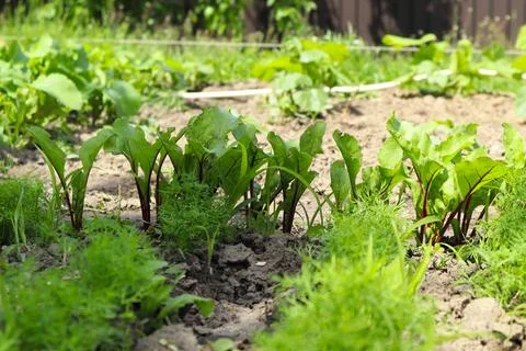 Young green beetroot plants growing in a straight row in the garden soil Stock Photos