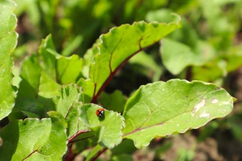Young green beetroot plants growing in a straight row in the garden soil Stock Photos