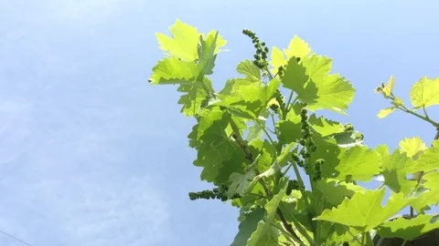 Young Green berries of Grape Vitis vinifera And Blue Sky on The Wind 2 Stock Footage 91419926