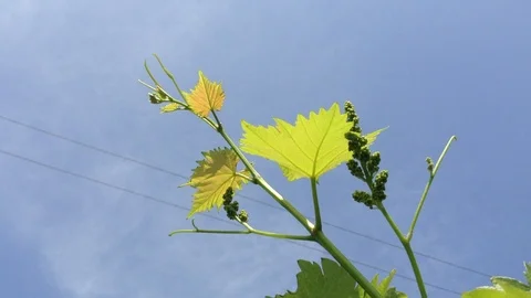 Young Green berries of Grape Vitis vinifera And Blue Sky on The Wind 3 Stock Footage 91420401