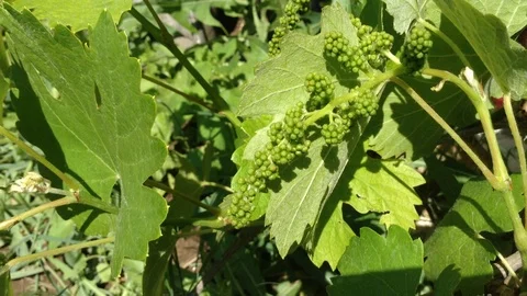 Young Green berries of Grape Vitis vinifera In The Garden 2 Stock Footage 91434455