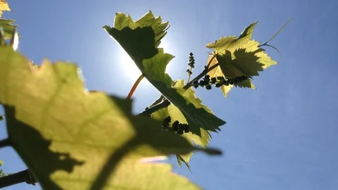 Young Green berries of Grape Vitis vinifera And Blue Sky on The Wind Stock Footage 91435127