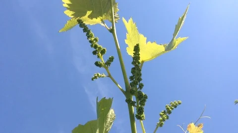 Young Green berries of Grape Vitis vinifera And Blue Sky Close Up Stock Footage 91495335
