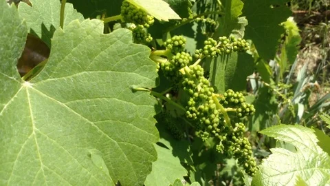 Young Green berries of Grape Vitis vinifera in The Garden on The Wind Stock Footage 91495408