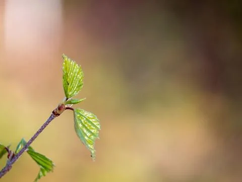 Young green birch leaf in spring forest Photos