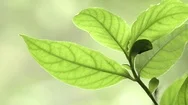 Young Green Branch With Crisp Leaves Stock Footage