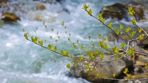 Young green branches against a background of rapid mountain stream. /with sound/ Stock Footage 89024493