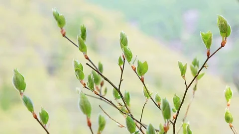 Young green branches against a background of mountain. Stock Footage 90609059