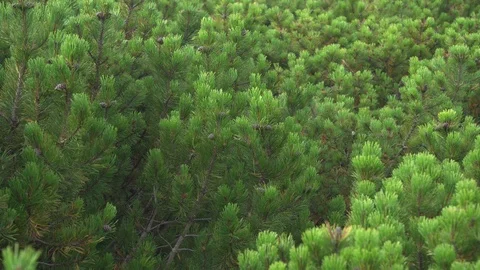Young green branches of coniferous trees growing on the slopes of the mountains Stock Footage 93346286