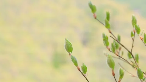 Young green branches. Stock Footage 90609156