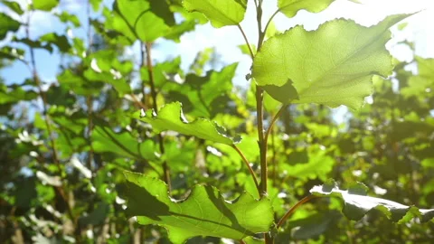 Young green branches swaying in the wind under bright sunlight Stock Footage 106546605