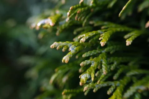 Young green branches of thuja close-up. Foto stock